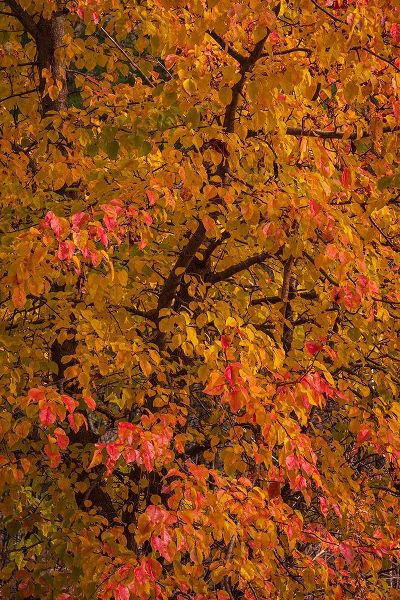 Jaynes Gallery 아티스트의 USA-New Jersey-Cape May Tree in autumn foliage작품입니다.